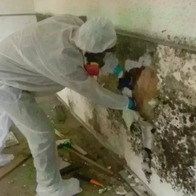 Mold Remediation and Removal in Mount Ayr, IA